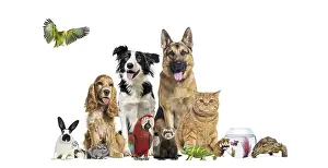 Variety of companion animals including dogs