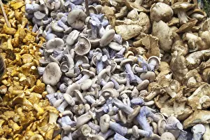 Variety of mushrooms, Borough Market