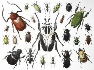 Various beetles, insects, 1895