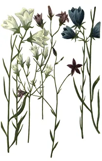 Various bellflowers (Campanula) nemorosa