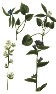 Various bellflowers (Campanula) unica