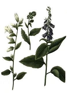 Various bellflowers (Campanula) urticae