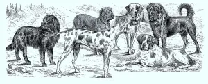 Various breeds of dogs, Historical