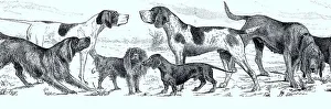 Various breeds of dogs, Historical