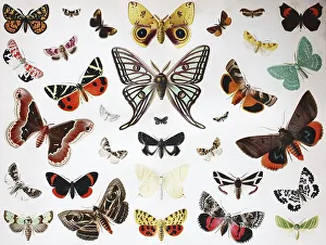 Various Butterflies, Historical