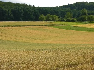 Various cereal fields Wheat fields at the edge of the forest Kraichgau