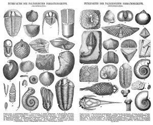 Various fossils, historical illustration, 1896