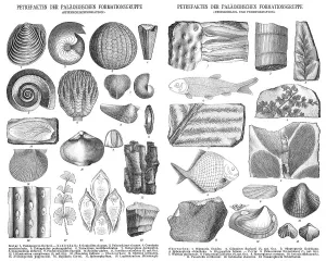 Various fossils, historical illustration, 1896