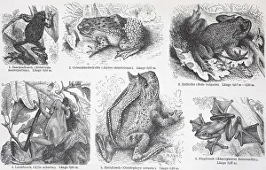 Various frogs and toads, Historic