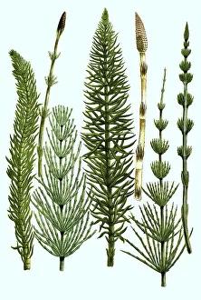 Various horsetails, various horsetails