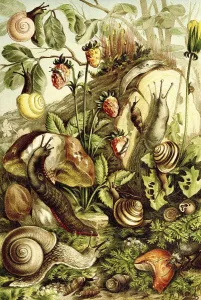 Various Land Snails, Historical