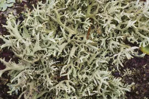 Various lichens on a tree in Eng valley