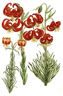 Various lilies, Lilium martagon