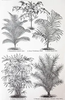Various palms, Chamaedorea concolor