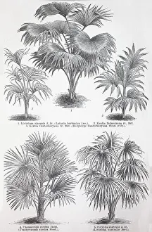 Various palms, Livistona sinensis