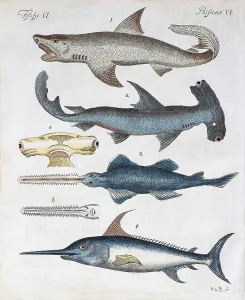 Various predatory fish, hand coloured copper engraving from Friedrich Justin Bertuch picture book for children
