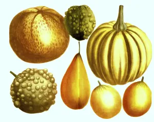 Various pumpkins (Cucurbita), variants of the cucurbits