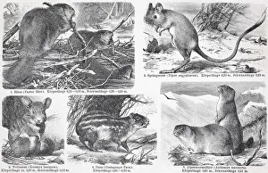 Various rodents, beaver, dipodid