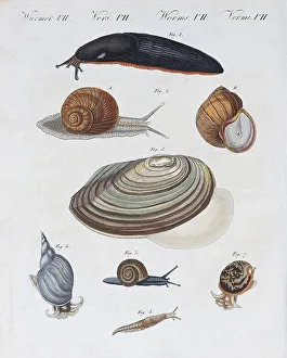 Various snails, hand-coloured copper engraving from Friedrich Justin Bertuch picture book for children