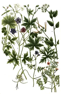 Various species of geranium, a