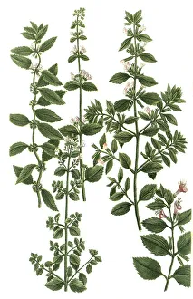 Various species of mint, Mentha