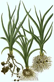 Various species of the plant genus Cyperus