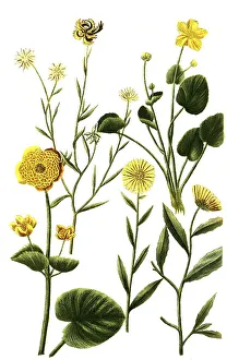 Various species of the plant genus Marigolds