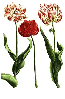 Various tulips, tulipa rubra and flore pleno versicolor