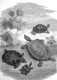 Various turtles on the beach of Java around 1880