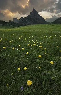 Framed Print : A vast flower meadow with yellow blossoms stretches out against dramatic mountain peaks under a cloudy sky on the Passo Framed Print : A vast flower meadow with yellow blossoms stretches out against dramatic mountain peaks under a cloudy sky on the Passo