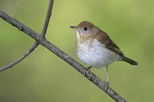 Veery (Catharus fuscescens), West Virginia