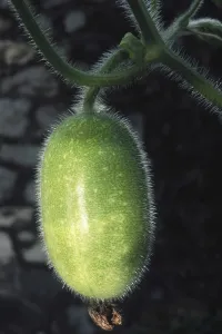 Vegetable, ash gourd, india