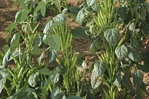 Category Historic EN Prints: Vegetable, Cluster (Gawar) Beans