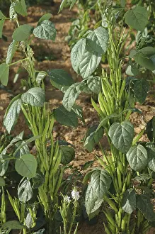 Category Historic EN Prints: Vegetable, Cluster (Gawar) Beans