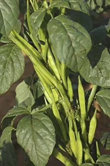 Vegetable, Cluster (Gawar) Beans