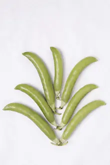 Category Historic EN Prints: Vegetable, Green Pea pod Pisum sativum arranged as tree on white background