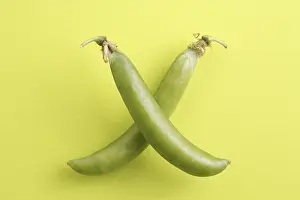 Category Historic EN Prints: Vegetable, Green Pea pods Pisum sativum arranged as swords or x shape on yellow green