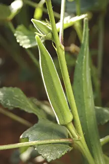 Vegetable, Okra Abelmoschus esculentus