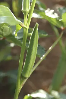 Vegetable, Okra Abelmoschus esculentus