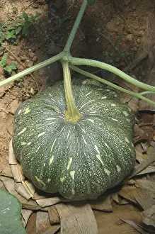 Category Historic EN Prints: Vegetable, Red pumpkin Botanical Name Cucurbita maxima Duch Family Cucurbitaceae