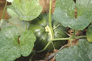 Category Historic EN Prints: Vegetable, Red pumpkin Botanical Name Cucurbita maxima Duch Family Cucurbitaceae