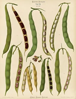 Vegetables, beans, dwarf beans