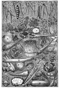 Vegetables, historical illustration from: Marie Adenfeller