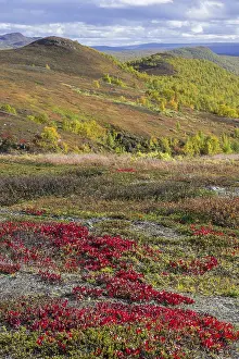 Vegetation in autumn colours, Vindelfjaellen