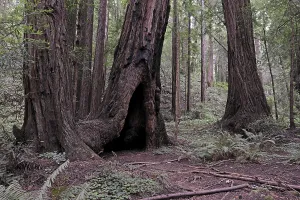 Vegetation and Coast Redwoods (Sequoia sempervirens)