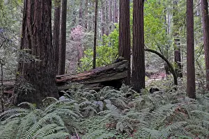 Vegetation and Coast Redwoods (Sequoia sempervirens)