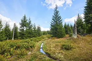 Vegetation with Norway spruce (Picea abies)