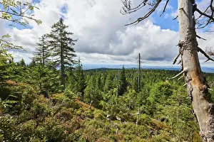 Vegetation with Norway spruce (Picea abies) and colored European blueberry (Vaccinium myrtillus)