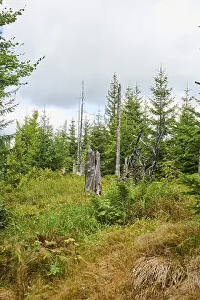 Vegetation with Norway spruce (Picea abies) and colored European blueberry (Vaccinium myrtillus)