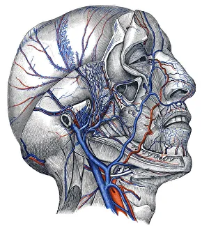 Veins in head, by Toldt, Anatomical Atlas